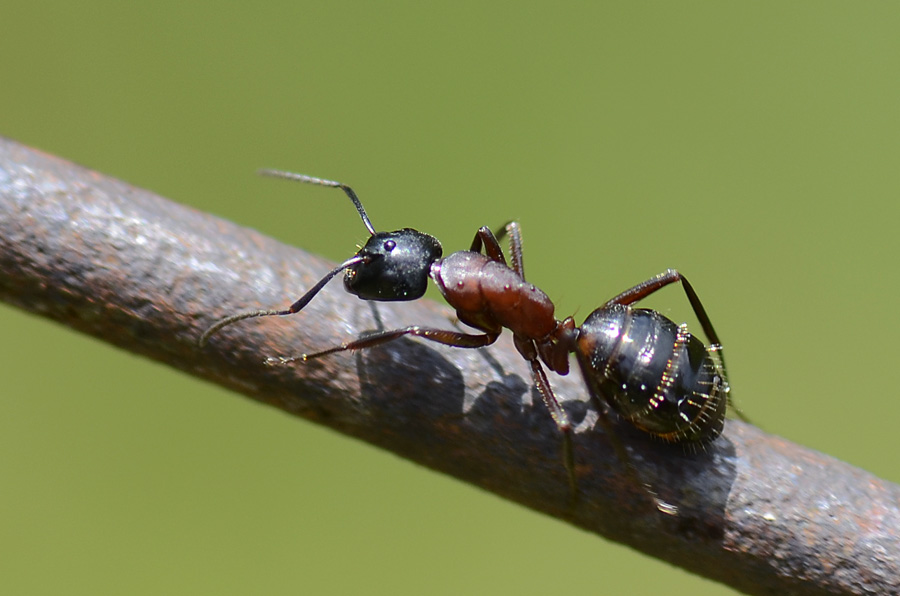 Formicona: Camponotus erculeanus o ligniperda